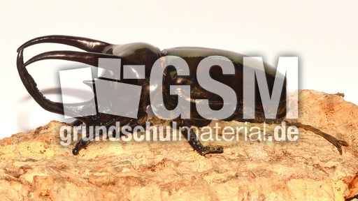 Dreihornkäfer (13).jpg